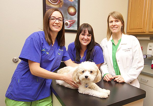ophthalmology-team Ophthalmology team observing a dog with eye problems.