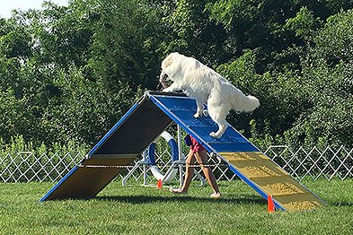 agility-dog