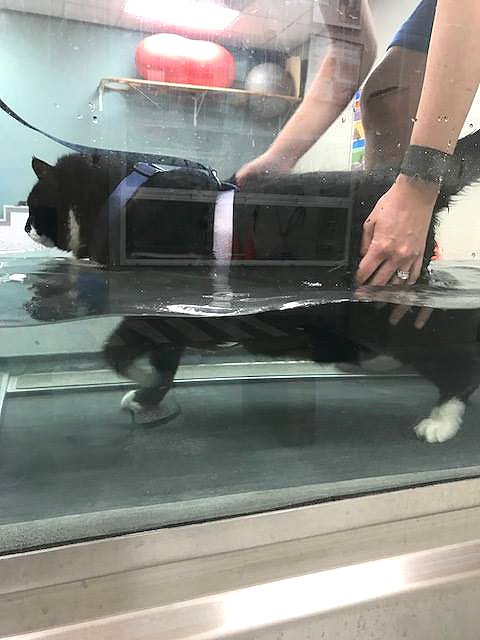 cooper-on-the-treadmill-1