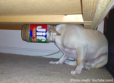 dog-in-jar