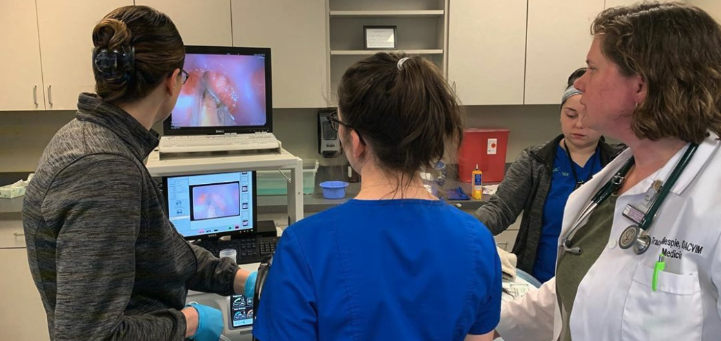 Interns & Apprentices Learning IndyVet Interns and Apprentices learning to scope a dog's stomach to remove foreign object