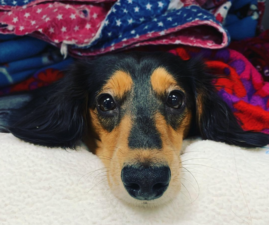 Cute dog post surgery Cute black and brown dog wrapped up with soft blankets and looking at camera after receiving surgery