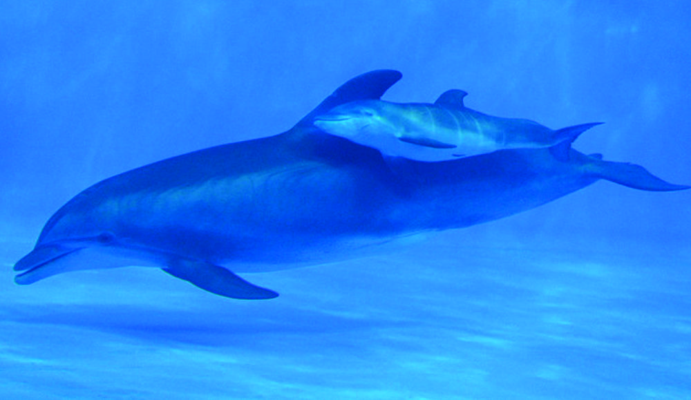 Swiming Dolphins