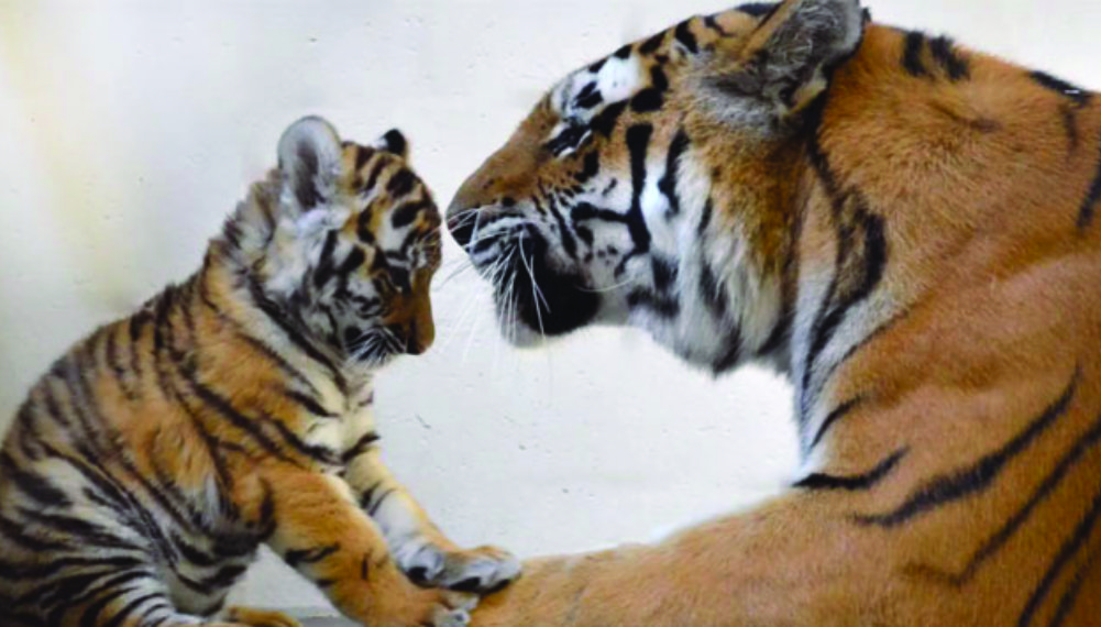 tigers