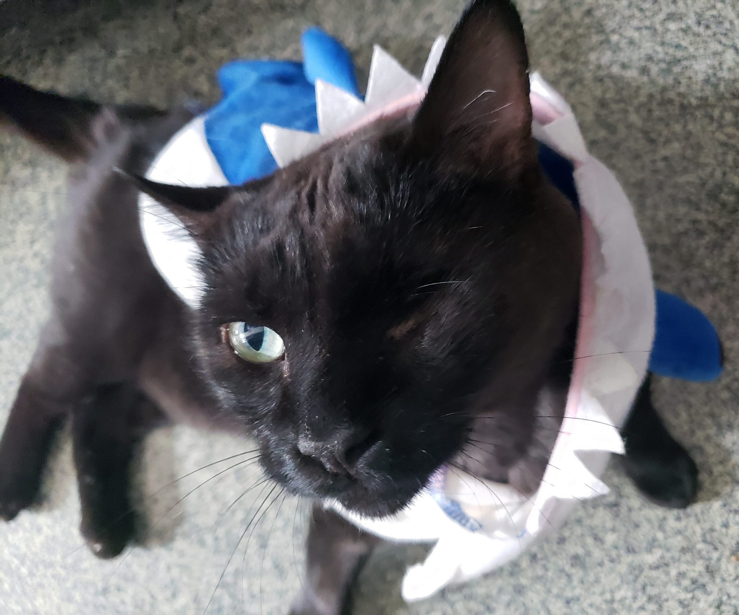 Alva shark