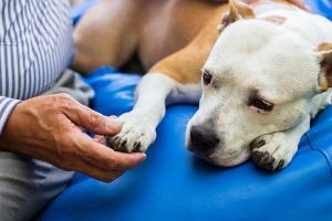 dog blood transfusion