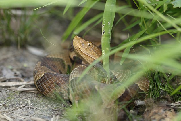 can a copperhead snake kill a dog