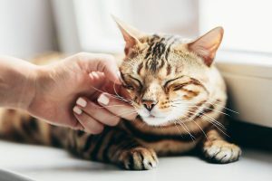 cat eyedrops