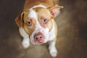 large dog eye ointment