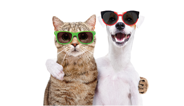silly image of cat and dog hugging